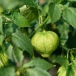 Grow Tomatillos Now for a Bountiful 2024 Harvest.