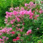 Secrets of Crepe Myrtle Propagation in 2024. Insider's Guide Secrets of Crepe Myrtle Propagation in 2024. Insider's Guide