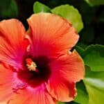 Propagate Hibiscus in 2024 with Unexpected Revelations. Try Now!
