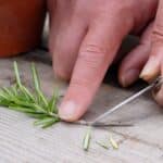 Grow Rosemary in 2024 Effortlessly. Secrets Revealed.