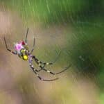 Repel Joro Spiders Instantly in 2024 with Unexpected Secrets.