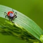 Repel 2024's Tick Invasion Using These 5 Unexpected Secrets. Protect Your Yard Now. Repel 2024's Tick Invasion Using These 5 Unexpected Secrets. Protect Your Yard Now.