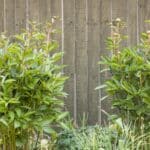 Secrets to Support Peonies in 2024. Bloom Bright!