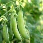 The 3 Surprising Secrets to Harvesting Snap Peas in 2024. The 3 Surprising Secrets to Harvesting Snap Peas in 2024.