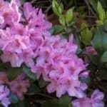 Deadhead Azalea and Rhododendron in 2024? Secrets Revealed.