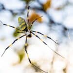 Surprising 2024 Joro Spider Visits Backyards. Optimize Your Plants!