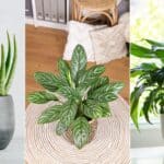 Surprising Houseplants for Cooling Your Home in 2024. Surprising Houseplants for Cooling Your Home in 2024.