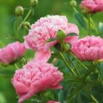 Peony Lovers Hurry! 2024's Surprise Bloom Ends Soon. Act Now.