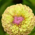 Grow These 5 Zinnias for a Vibrant 2024 Garden.