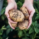 Growing Bigger Potatoes in 2024: The Secrets Growers Swear By.