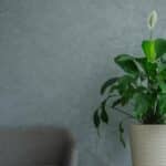 REVIVE YOUR PEACE LILY: 2024 EXPERT SECRETS FOR BLOOMING BEAUTY.