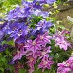 Clematis Care Secrets for Lush 2024 Blooms.