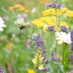Thriving Yards in 2024: Biodiversity Secrets Unleashed.