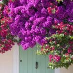 Revive Your Bougainvillea: 5 Unexpected Secrets for Blooming Beauty in 2024.