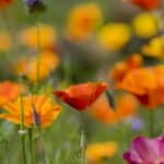5 Unexpected Flower Sowing Secrets For 2024.
