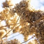 Surprising 5 Plants You Should Never Deadhead in 2024.