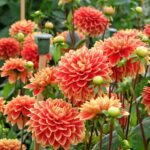 7 Blooming Beauties to Stake in 2024. Secrets to Thriving Summer Gardens.