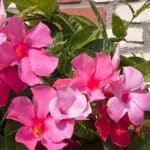 9 Incredible Climbing Plants to Upgrade Your Home in 2024.