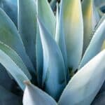 Captivate Your Yard with These 10 Mesmerizing Agave Secrets.
