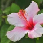 The Best Hibiscus for Tropical Blooms in 2024.