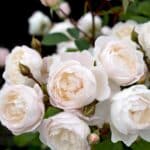 Can Shade-Loving Roses Bloom in 2024? Unexpected Revelations. Grow Now!