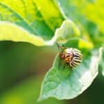 Colorado Potato Beetles Devastate 2024 Crops – Discover Secrets.