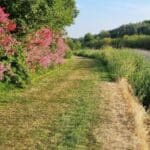 Drought-Proof Perennials for 2024: Secrets to Blooming Resilience.