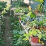 Become an Indoor Gardening Master in 2024.