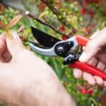 Here is a creative and engaging article title based on the instructions:Surprising 5 Pruner Hacks You Need in 2024. Here is a creative and engaging article title based on the instructions: Surprising 5 Pruner Hacks You Need in 2024.