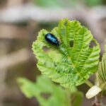 Protect Your Plants from Alder Leaf Beetles in 2024.