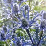 Grow Sculptural Eryngiums in 2024 with 3 Insider Tips.