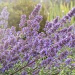 Grow Catmint Like an Expert in 2024. Unexpected Revelations. Grow Catmint Like an Expert in 2024. Unexpected Revelations.