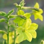 Grow Stunning Nicotiana in 2024 with These Expert Secrets.