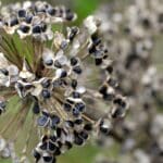 Harvest Onion Seeds: 2024's Unexpected Revelations. Grow Now!