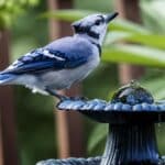 Summer 2024 Bird Care Secrets. Surprising 5 Tips to Protect Backyard Guests.