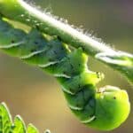 Unravel the Secrets of Eliminating 2024's Tomato Hornworms. Unravel the Secrets of Eliminating 2024's Tomato Hornworms.