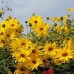 How to Prune Sunflowers for Brilliant 2024 Blooms.