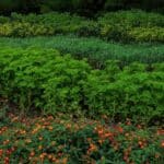 Noise-Reducing Plants - The 9 Best 2024 Varieties.