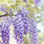 Wisteria Care in 2024: The Unexpected Secrets.
