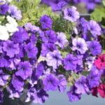 Petunias Blooming All Summer Little and Often Trick.