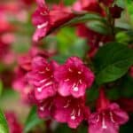 2024 Weigela Secrets - Stunning Low-Maintenance Pot Shrubs.