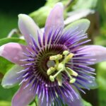 Grow Passion Flowers: Unexpected Revelations for 2024.