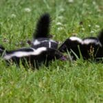 Garden Transformations: 5 Skunk-Repellent Plants for 2024.