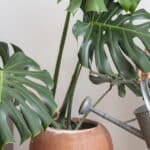 Boost Your Monstera's Growth with These 2024 Secrets.