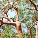 7 Trees You Should Never Plant in 2024 Backyard.