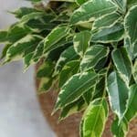 Captivating 2024 Weeping Fig Care Secrets for Thriving Indoor Trees.