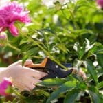 8 Summer Pruning Secrets You Should Never Reveal.