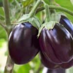 Boost Your 2024 Eggplant Yields with Surprising Fertilizer Secrets.