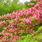 Weigela Fertilization in 2024 - Secrets to a Vibrant Bloom. Weigela Fertilization in 2024 - Secrets to a Vibrant Bloom.