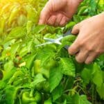 Grow Massive Pepper Harvests in 2024 with Surprising Pruning Secrets.